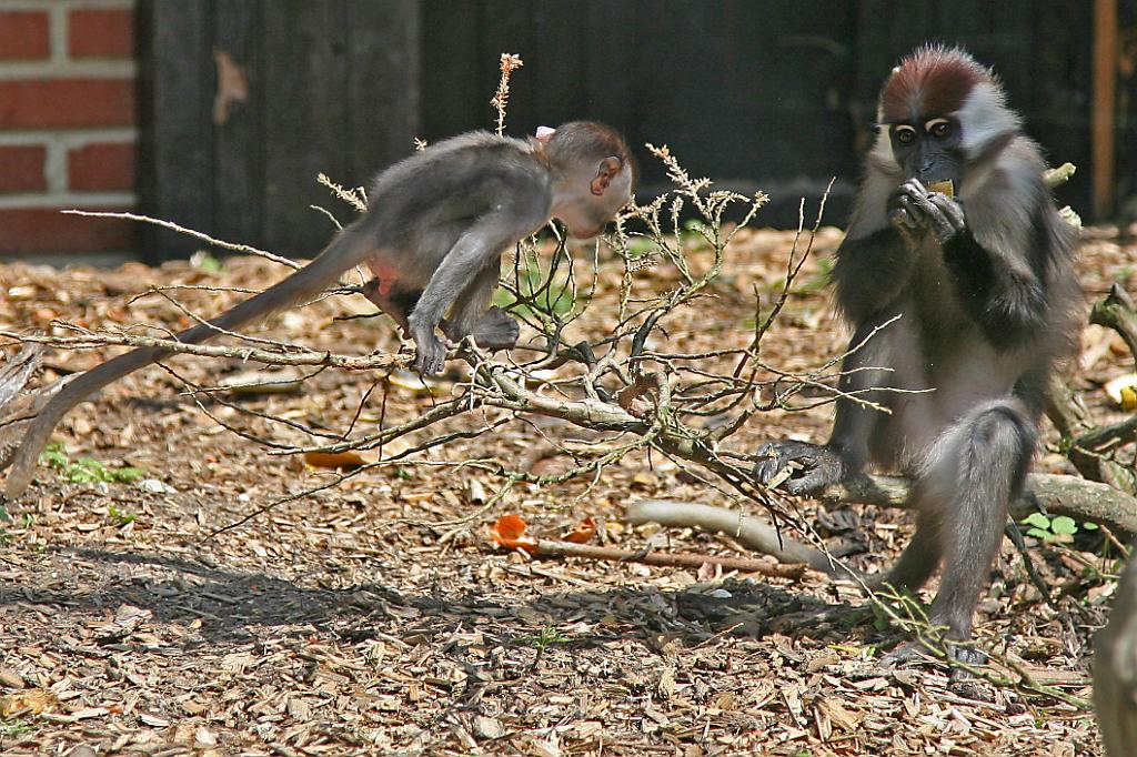 Zoo Schmiding 065.jpg